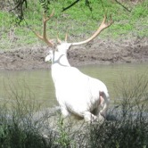 File:White elk.jpg