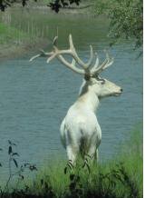 White elk2.jpg